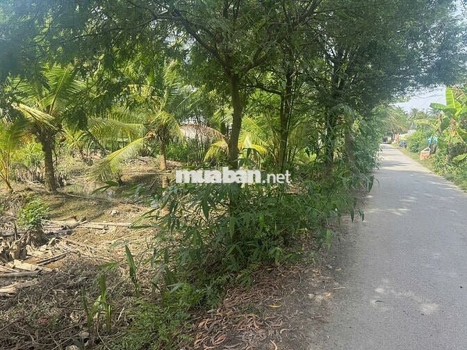 🎉 Đất đẹp Thạnh Ngãi, Mỏ Cày Bắc, Bến Tre