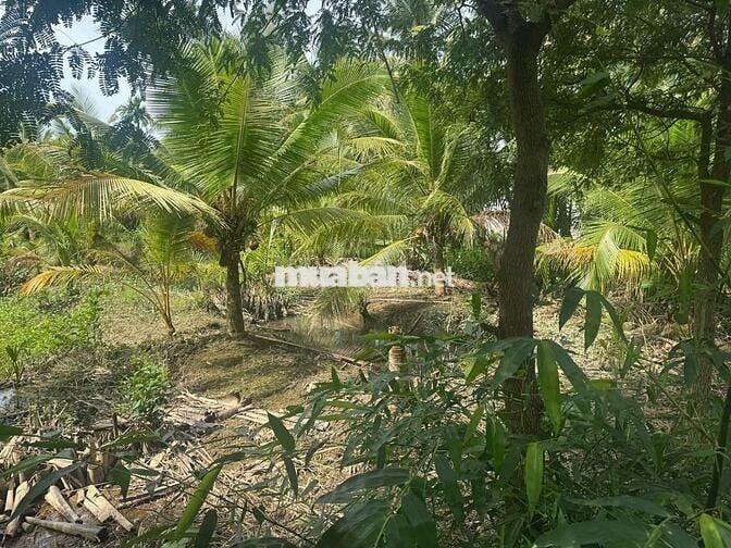 🎉 Đất đẹp Thạnh Ngãi, Mỏ Cày Bắc, Bến Tre