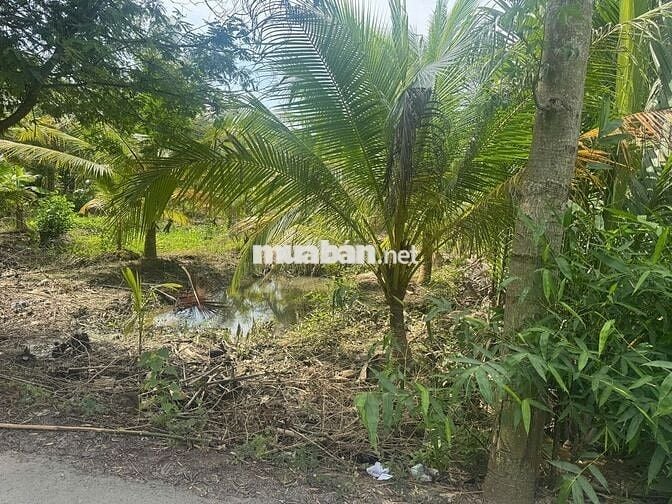 🎉 Đất đẹp Thạnh Ngãi, Mỏ Cày Bắc, Bến Tre