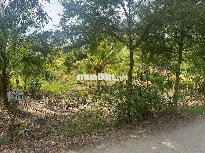 🎉 Đất đẹp Thạnh Ngãi, Mỏ Cày Bắc, Bến Tre