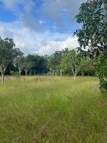 Sang nhượng đất vườn diện tích lớn (1.1ha)