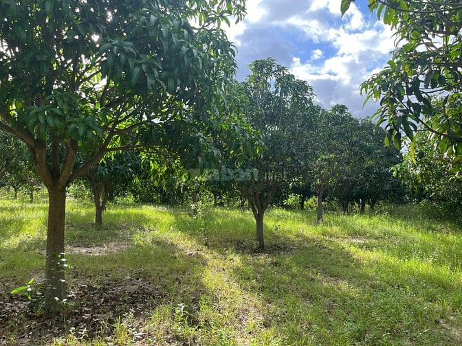 Sang nhượng đất vườn diện tích lớn (1.1ha)