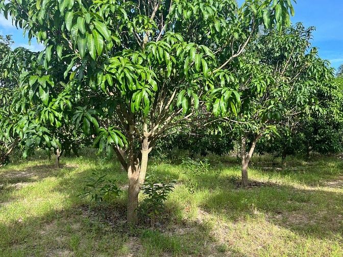 Sang nhượng đất vườn diện tích lớn (1.1ha)