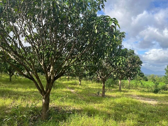 Sang nhượng đất vườn diện tích lớn (1.1ha)