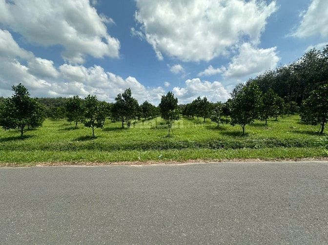 CHỦ GỬI 1000M2 ĐẤT TC CÓ SẴN VƯỜN MÍT ĐANG THU HOẠCH CẠNH CHỢ VÀ UBND 