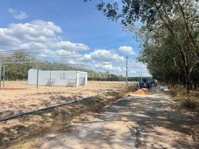 Dầu Tiếng Bình Dương 1100m² có 100m thổ cư 2 mặt tiền.