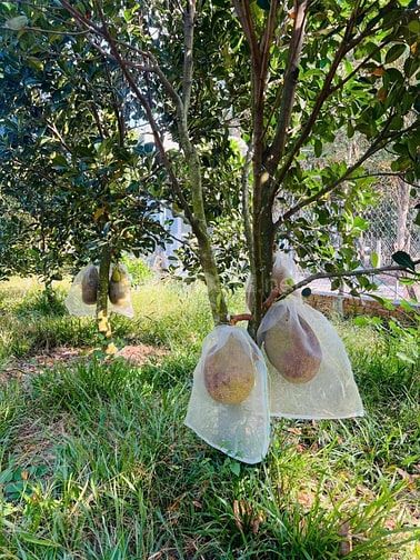 Bán ngộp vườn mít thái 680m2 thổ cư 300m2 giá rẻ, ngay chợ, uỷ ban