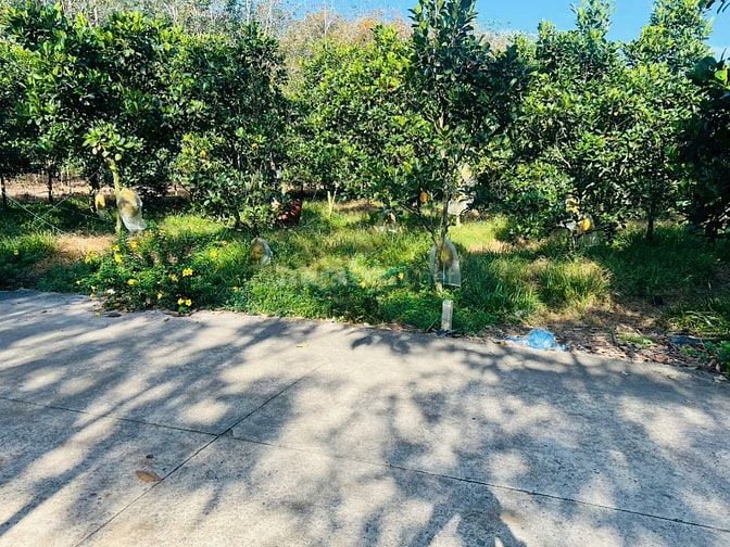 Bán ngộp vườn mít thái 680m2 thổ cư 300m2 giá rẻ, ngay chợ, uỷ ban