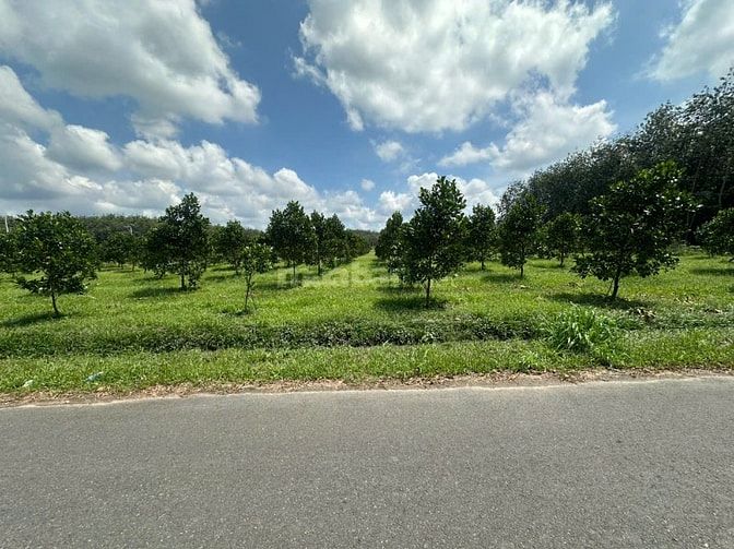 CHỦ GỬI 1000M2 ĐẤT TC CÓ SẴN VƯỜN MÍT ĐANG THU HOẠCH CẠNH CHỢ VÀ UBND 