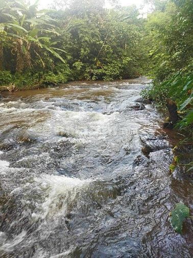 Bán vườn xoài 3,5ha giá rẻ 1,9 tỷ, xe tải tới đất, gần biển Bãi Dài 