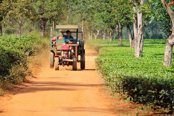 Bán vườn xoài 3,5ha giá rẻ 1,9 tỷ, xe tải tới đất, gần biển Bãi Dài 