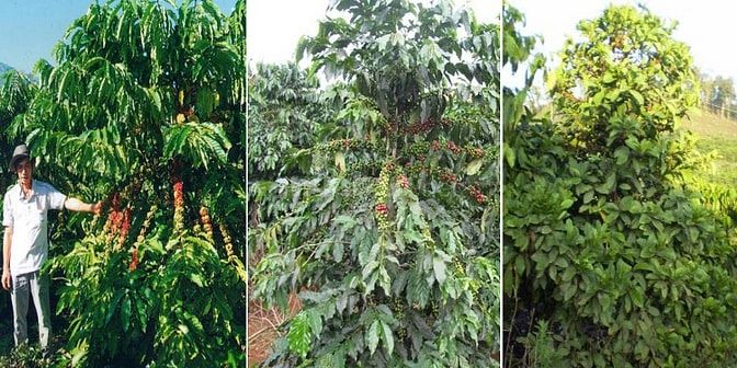 Bán vườn xoài 3,5ha giá rẻ 1,9 tỷ, xe tải tới đất, gần biển Bãi Dài 