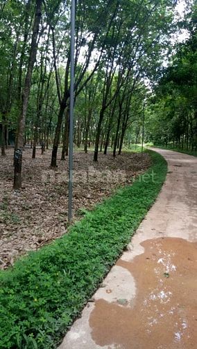 Bán đất ngay Trạm Thu Phí Đồng Tiến, Cách QL 14 100m, đường QH 26m