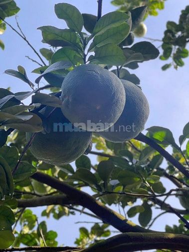 ĐẤT VƯỜN BƯỞI BÌNH DƯƠNG 250M² – CÓ THỔ CƯ, GIÁ 950TR