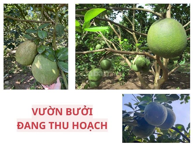 Đất thổ cư có sẵn vườn bưởi – mặt tiền kinh doanh chỉ 950 triệu  Cơ hộ