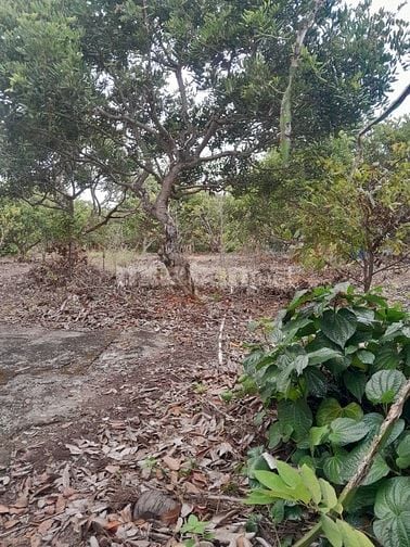 Đất vườn có thổ và nhà cấp 4, MT đường tại biển Tân Thành,Gò Công Đông