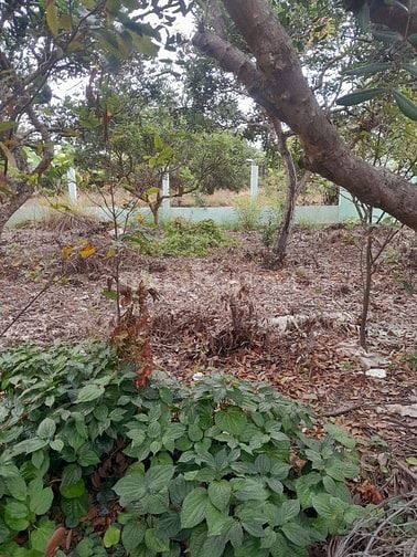 Đất vườn có thổ và nhà cấp 4, MT đường tại biển Tân Thành,Gò Công Đông