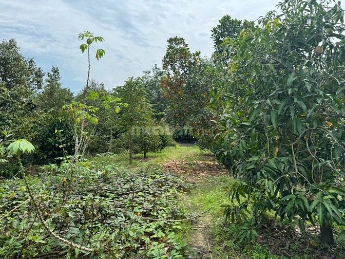 ĐẤT TRẢNG BÀNG, TÂY NINH. 3555M2. GIÁ 2,8 TỶ