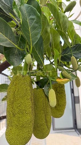 🏡🌿 BIỆT THỰ MINI 2 LẦU – SÂN VƯỜN CÂY TRÁI – 1 SẸC TRẦN VĂN MƯỜI