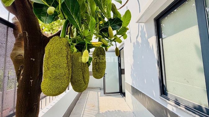 🏡🌿 BIỆT THỰ MINI 2 LẦU – SÂN VƯỜN CÂY TRÁI – 1 SẸC TRẦN VĂN MƯỜI
