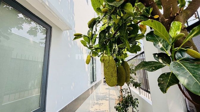 🏡🌿 BIỆT THỰ MINI 2 LẦU – SÂN VƯỜN CÂY TRÁI – 1 SẸC TRẦN VĂN MƯỜI