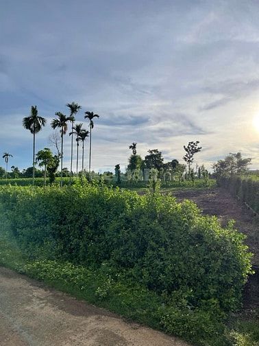 1163m2 đất chính chủ, Tân Hưng, phường Eakao