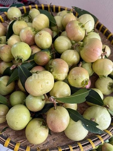 BÁN ĐẤT VƯỜN CHÍNH CHỦ DIỆN TÍCH LỚN – CÓ AO CÁ & VƯỜN CÂY ĂN TRÁI 