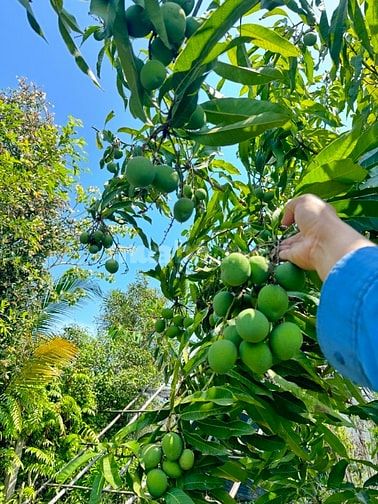BÁN ĐẤT VƯỜN CHÍNH CHỦ DIỆN TÍCH LỚN – CÓ AO CÁ & VƯỜN CÂY ĂN TRÁI 