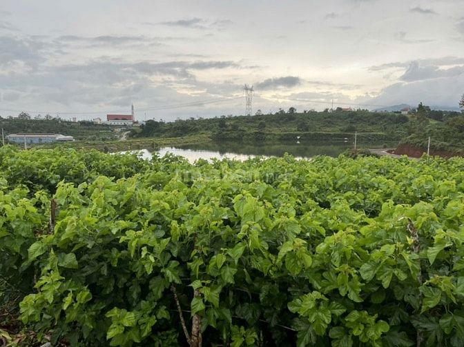 Bán 1000m2 đất view hồ mai thành 3.2 tỷ