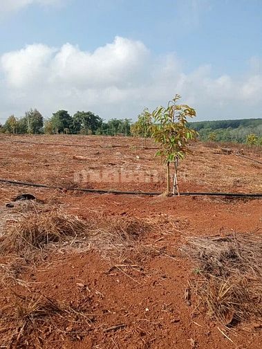 CHÍNH CHỦ CẦN BÁN (1 MẪU 6) 16.000M2 ĐẤT TRỒNG CÂY SẦU RIÊNG