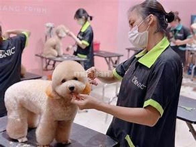 Cho thuê bằng bác sĩ Thú y + mặt bằng  