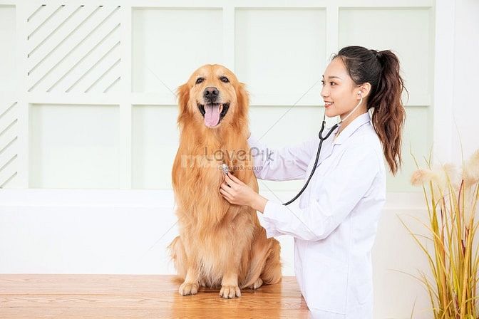 Cho thuê bằng bác sĩ Thú y + mặt bằng  