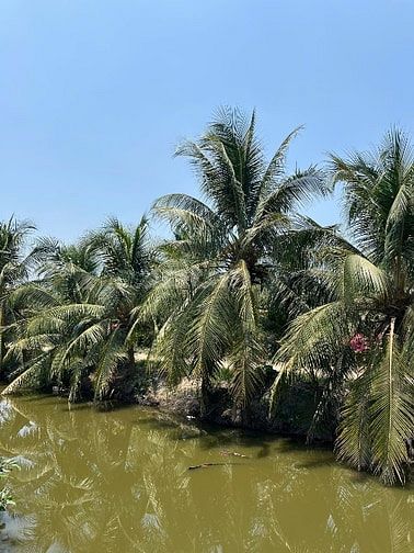BÁN ĐẤT MẶT TIỀN KẾ BÊN DI TÍCH LÁNG LE BÀU CÒ, BÌNH CHÁNH