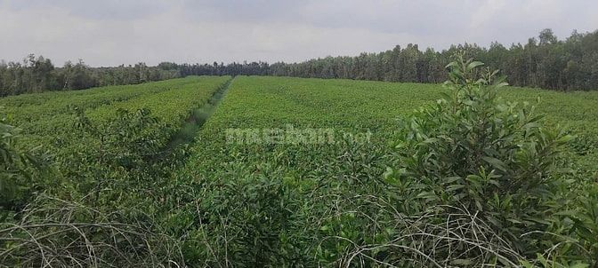 Cần bán 10hecta đất mặt tiền ĐT.818 Đức Huệ 