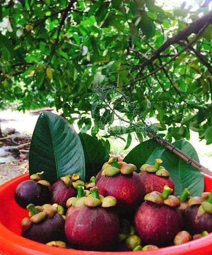 Bán gấp đất vườn xã Thanh Tuyền, Bình Dương