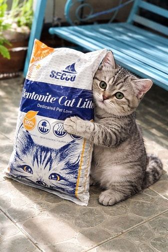 🐾 CÁT MÈO BENTONITE – SẠCH NHANH, KHỬ MÙI TỐT 🐾