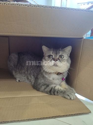 🐾 CÁT MÈO BENTONITE – SẠCH NHANH, KHỬ MÙI TỐT 🐾