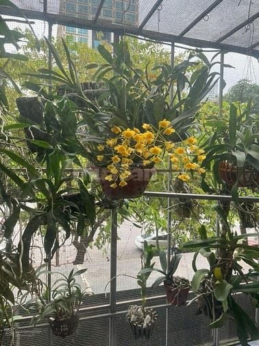 Căn hộ 109m2 chỉ 7 tỷ mặt đường Dương Đình Nghệ - Cầu Giấy sẵn 3 ngủ