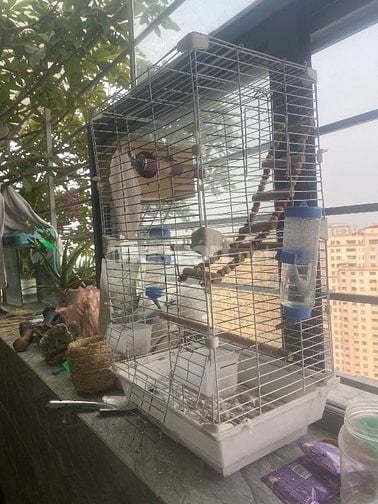 Bán lồng nuôi chim uyên ương, lồng nuôi chó mèo