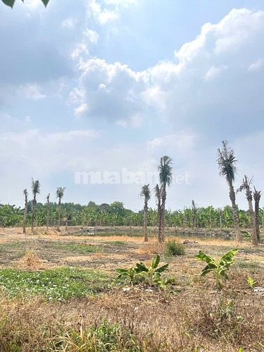 BÁN 4266M2 ĐẤT VƯỜN, GIÁ 3.5 TỶ, SỔ HỒNG CÔNG CHỨNG NGAY