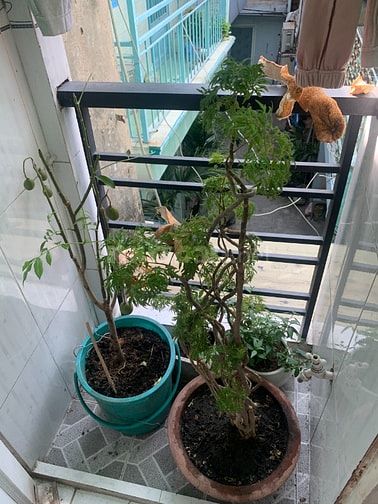 phòng trọ có balcon, cửa sổ to, gần chợ