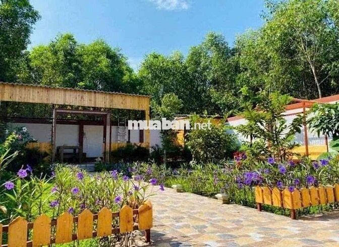 Chơi tài xỉu 🎲 bể nợ nên chủ cần gấp căn nhà vườn 600 triệu giá 596