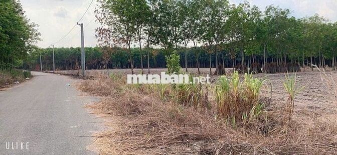 🌟 CỰC PHẨM CHƠN THÀNH 10x50M - SAU BECAMEX 🌟