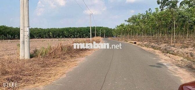🌟 CỰC PHẨM CHƠN THÀNH 10x50M - SAU BECAMEX 🌟
