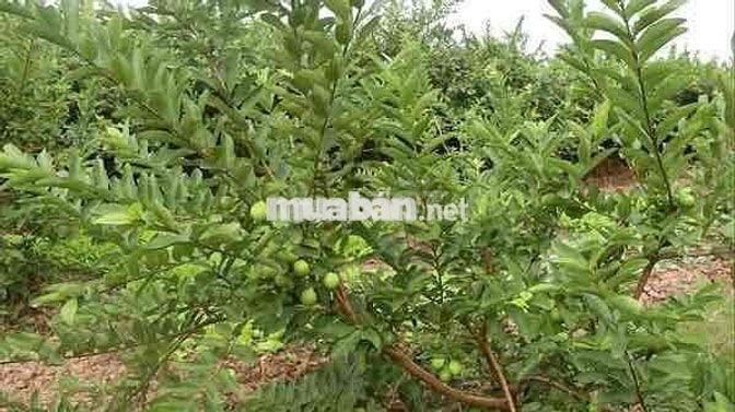 chủ bài bạc đổ nợ bỏ về quê 500m2 đã có 100m2 thổ cư giá 190tr