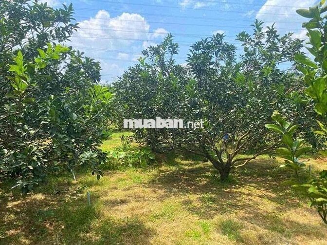 chủ bài bạc đổ nợ bỏ về quê 500m2 đã có 100m2 thổ cư giá 190tr