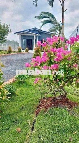 chủ bài bạc đổ nợ bỏ về quê 500m2 đã có 100m2 thổ cư giá 190tr