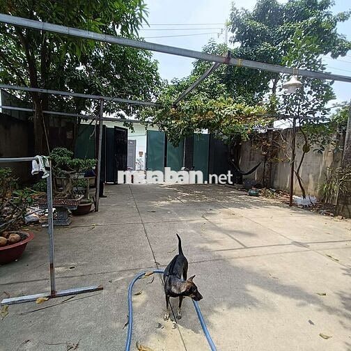 nhà vườn 300m có nhà ở. mái che tôn.Đường lại Hùng Cường Vĩnh Lộc b