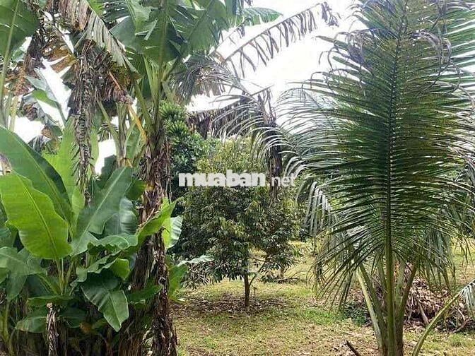 CẦN BÁN THANH LÝ GẤP NHÀ VƯỜN 1300m2 Giá Ngộp 180tr