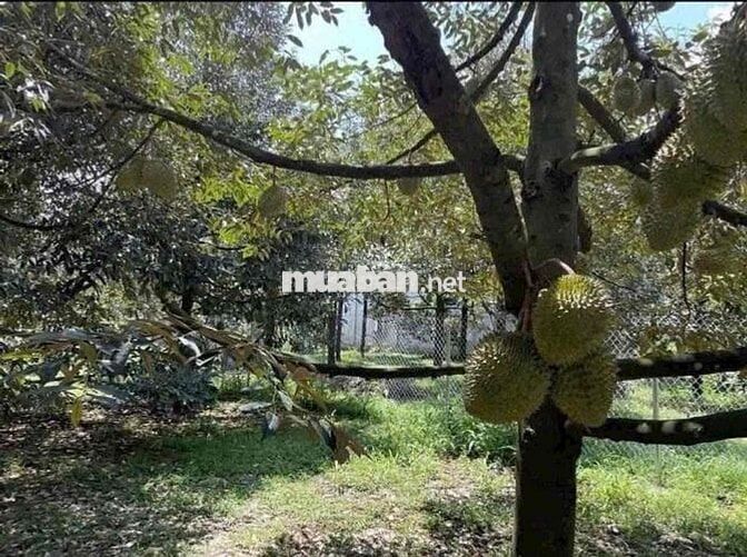 CẦN BÁN THANH LÝ GẤP NHÀ VƯỜN 1300m2 Giá Ngộp 180tr